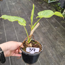Load image into Gallery viewer, #39 Philodendron Paraiso Verde