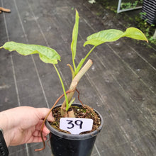 Load image into Gallery viewer, #39 Philodendron Paraiso Verde