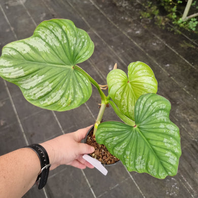 #40 Philodendron Silver Cloud