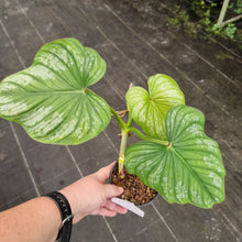 Load image into Gallery viewer, #40 Philodendron Silver Cloud