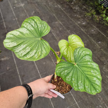 Load image into Gallery viewer, #40 Philodendron Silver Cloud