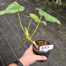 Load image into Gallery viewer, #40 Philodendron Silver Cloud