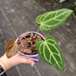 #30 Anthurium Magnificum Hybrid x