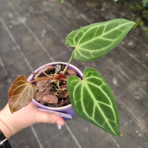 #30 Anthurium Magnificum Hybrid x