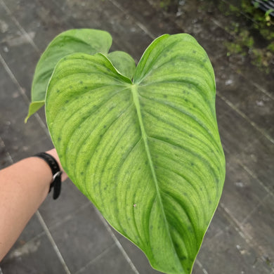 #24 Philodendron Tenue x Plowmanii