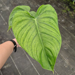 #24 Philodendron Tenue x Plowmanii