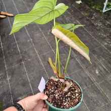 Load image into Gallery viewer, #24 Philodendron Tenue x Plowmanii