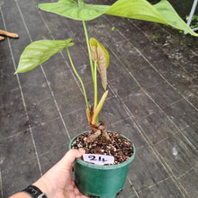 Load image into Gallery viewer, #24 Philodendron Tenue x Plowmanii