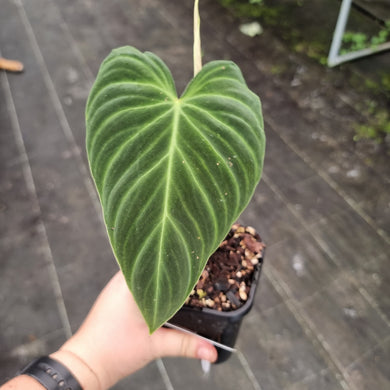#167 Philodendron Splendid (Melanochrysum x Verrucosum)