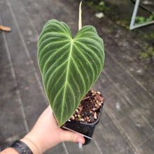 Load image into Gallery viewer, #167 Philodendron Splendid (Melanochrysum x Verrucosum)