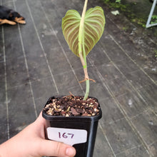 Load image into Gallery viewer, #167 Philodendron Splendid (Melanochrysum x Verrucosum)