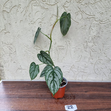 #22 Philodendron Brandtianum