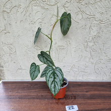 Load image into Gallery viewer, #22 Philodendron Brandtianum