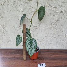 Load image into Gallery viewer, #22 Philodendron Brandtianum
