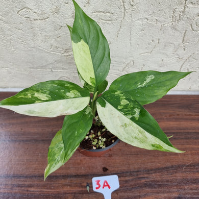 #3A Aglaonema Modestum Variegatum