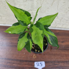 Load image into Gallery viewer, #25 Aglaonema Shingii