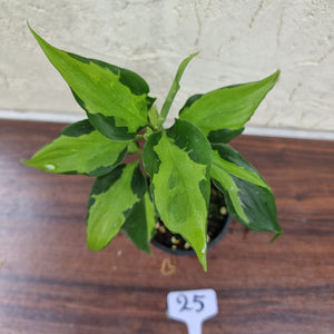 #25 Aglaonema Shingii