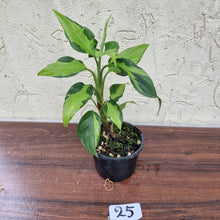 Load image into Gallery viewer, #25 Aglaonema Shingii