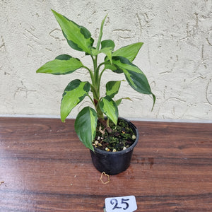 #25 Aglaonema Shingii