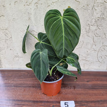 Load image into Gallery viewer, #5 Large Philodendron Melanochrysum