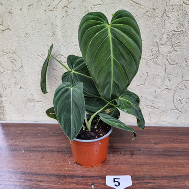 #5 Large Philodendron Melanochrysum