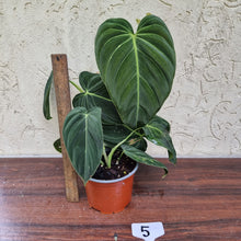 Load image into Gallery viewer, #5 Large Philodendron Melanochrysum