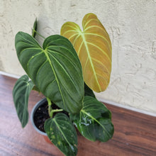 Load image into Gallery viewer, #5 Large Philodendron Melanochrysum