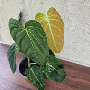 #5 Large Philodendron Melanochrysum