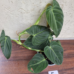 #5 Large Philodendron Melanochrysum