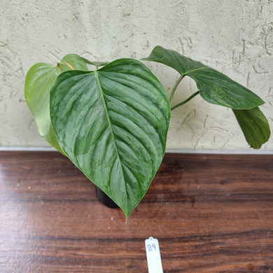 #29 Large Philodendron Sodiroi