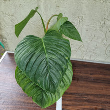 Load image into Gallery viewer, #29 Large Philodendron Sodiroi