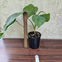 Load image into Gallery viewer, #29 Large Philodendron Sodiroi