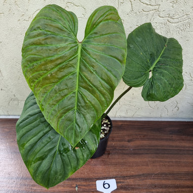 #6 Large Philodendron Majestic