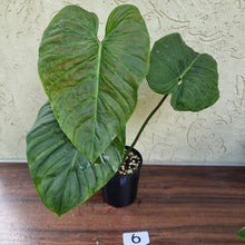 Load image into Gallery viewer, #6 Large Philodendron Majestic