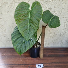 Load image into Gallery viewer, #6 Large Philodendron Majestic