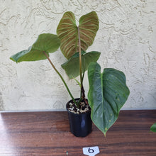 Load image into Gallery viewer, #6 Large Philodendron Majestic