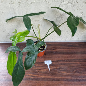 #93 Philodendron 69686 - 'Big Ears'