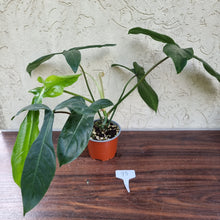 Load image into Gallery viewer, #93 Philodendron 69686 - &#39;Big Ears&#39;