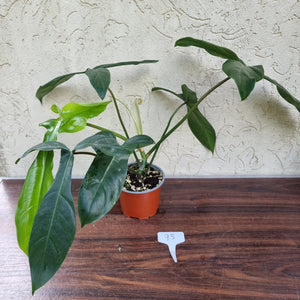 #93 Philodendron 69686 - 'Big Ears'