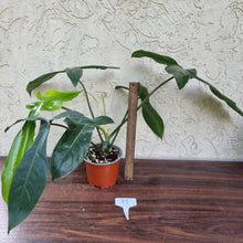Load image into Gallery viewer, #93 Philodendron 69686 - &#39;Big Ears&#39;