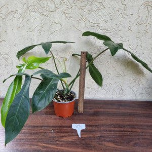 #93 Philodendron 69686 - 'Big Ears'