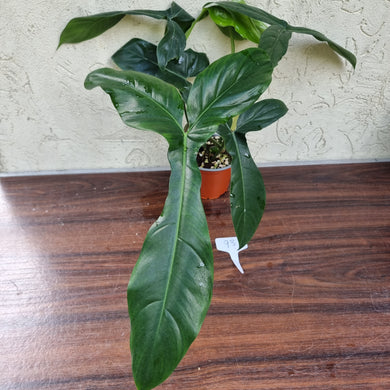 #93 Philodendron 69686 - 'Big Ears'