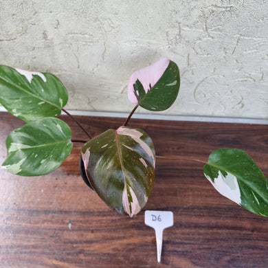 #D6 Philodendron Pink Princess