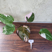 Load image into Gallery viewer, #D6 Philodendron Pink Princess