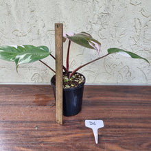 Load image into Gallery viewer, #D6 Philodendron Pink Princess
