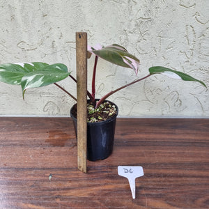 #D6 Philodendron Pink Princess
