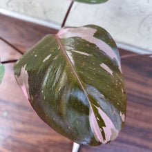 Load image into Gallery viewer, #D6 Philodendron Pink Princess