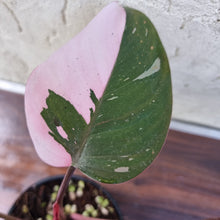 Load image into Gallery viewer, #D6 Philodendron Pink Princess