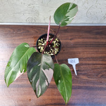 Load image into Gallery viewer, #606 Philodendron Pink Princess