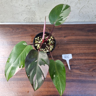 #606 Philodendron Pink Princess